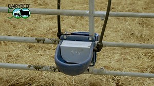 1.2K views | Calf-rearing is a seasonal job on most farms in Ireland, and with the peak spring-calving season fast approaching, beef farmers who buy-in calves from the dairy herd for beef production will now be making final adjustments to their sheds, ahead of the arrival of calves on their farm. *As part of the Teagasc DairyBeef 500 programme | Agriland.ie | Facebook