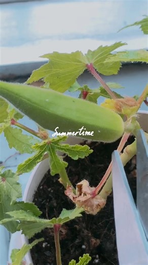 #okra #littleplanter #japanlife