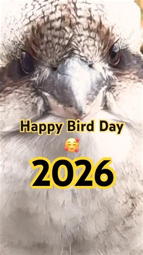 Australian birds at their best! HAPPY BIRD DAY 2026 #bird #beautiful