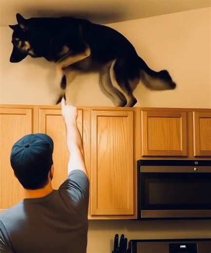 5K views · 12 reactions | Lately, my dog had been doing something strange — climbing onto the kitchen cabinets and growling at the ceiling nonstop. I thought he’d gone mad… unt… See more | Xia Tricks | Facebook