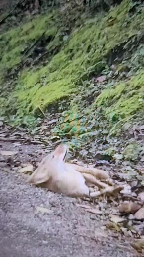 #donmegaloentertainmenttv 🦊🏖👀 | Megalo Don