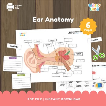 Ear Anatomy Diagram & Worksheets - Human Body Science Activities for Kids