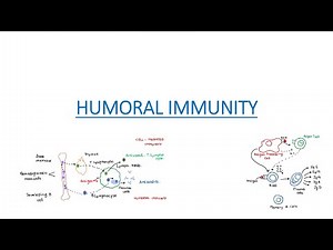 HUMORAL IMMUNITY