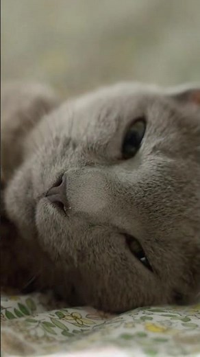 Why Cats Sleep 16 Hours a Day 😳