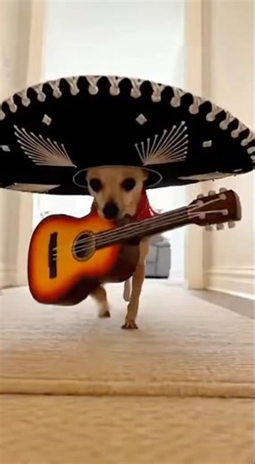 Mariachi 🌮🤠🐶🐾✨💗 #dogreels #Chihuahua #dog #funnyvideos #cute #funny #pets #mariachi