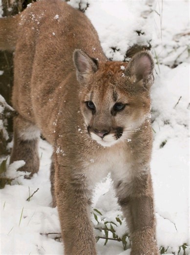 #테리언 #therian #therianthropy