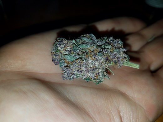 NYPD | Marijuana Strain Reviews