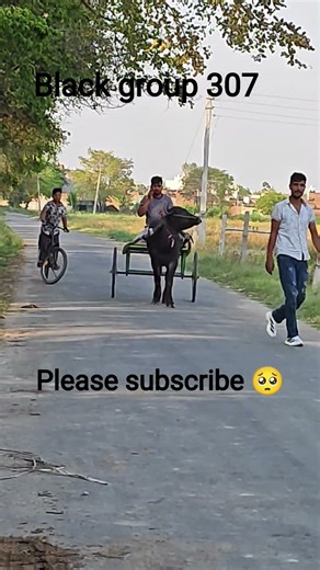 parvez phlawoda vala sher ladla bacha 300 mtr king 2w winner 🏆 #jhotta #shorts #feed 🏆