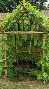 Creating a Stunning A-Frame Bamboo Trellis for My Bitter Gourds 🌱 I just finished crafting a beautiful A-frame trellis out of bamboo for my bitter gourds! Bamboo is such an amazing material—affordable, eco-friendly, and incredibly sturdy. This setup gives the vines plenty of vertical space to climb, helping the plants thrive while saving ground room. Plus, keeping the fruits elevated means they stay clean, well-shaped, and easier to harvest. A simple, sustainable solution that looks great in th