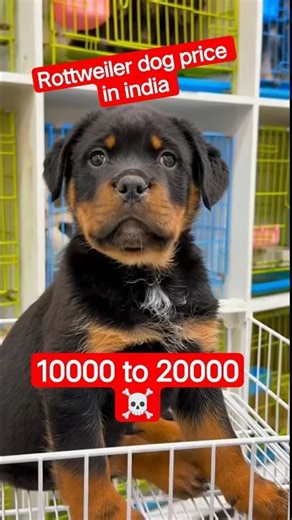 Why rottweilers are dangerous | best rottweiler in india | rottweiler | rottweiler price#shortsfeed