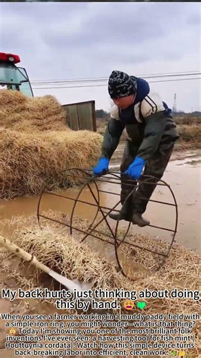 Smart Farmer Tool: Harvesting Fish Mint Fast! 😲🌿