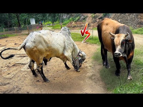 Jersey Bull Vs Arjun Bull🤬⚔️Open Challenge🐂