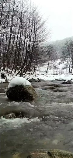 Elk Calls in the Winter Wilderness #shorts #elk #nature #wildlife #natureshorts