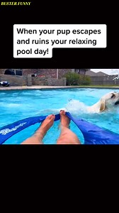 Pool Dog Chaos – Summer Fun Gone Wild! When your dog turns the pool into a summer splash zone! 💦🐶 | Buster Funny