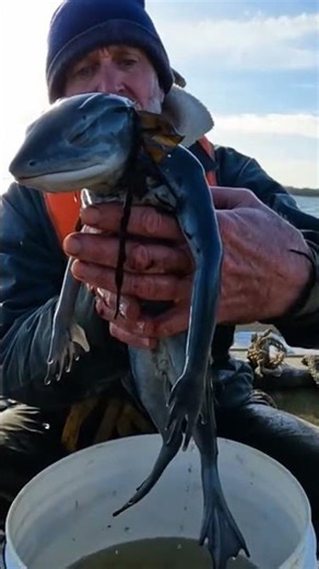 What Did He Catch?! Bizarre Ocean Creature #scary #shorts