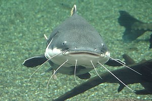 How Long Does It Take For Catfish To Mature?