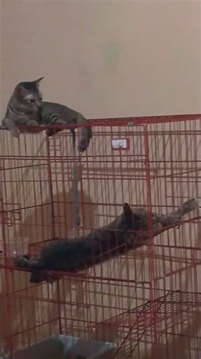tmpat tdur trnyaman scop #cat #cats #catvideos #catshorts #kucing #youtubeshorts #shorts #viral #fyp
