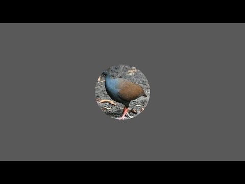 Cozy Porch Drizzle | Relaxing Light Rain Ambience