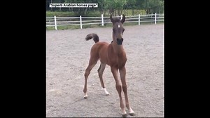 I am the one!!! Cheeky little Arabian foal showing off his moves. Born in Sweden 2016 | Racehorse Rescue Centre