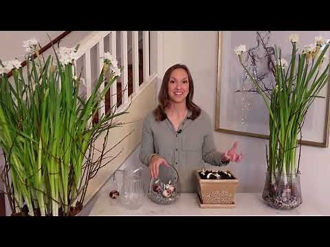 How to Plant Paperwhites in Soil and Water + How to Prevent Paperwhites From Flopping!