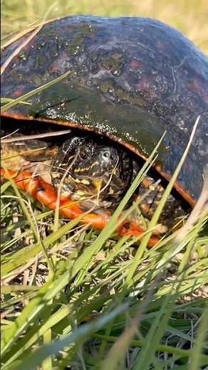 Up Close With a Florida Cooter Turtle | Simple Florida Living with Jim Tabor