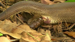 Steady Close Shot Snake Pooping Stock Footage Video (100% Royalty-free) 1033320365 | Shutterstock