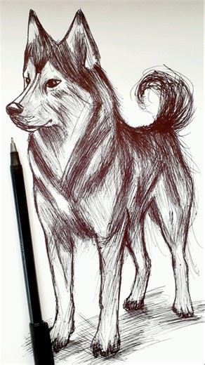 Drawing sketch of a Husky dog with ballpoint pen / Pen art #shorts