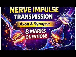 Transmission of Nerve Impulse | Axon & Synapse Explained | 8 Marks Long Question | NEB Biology