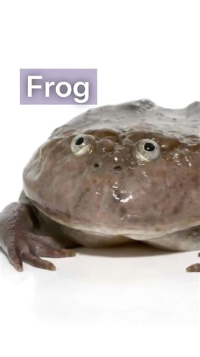 The Grumpiest Frog on Earth 😤🐸