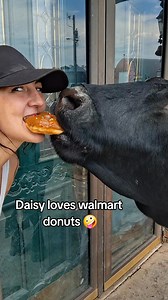 And that my friends...is how you get pink eye😅 #cows #farmlife #fyp #bestfriend | Dakotafunnyfarm