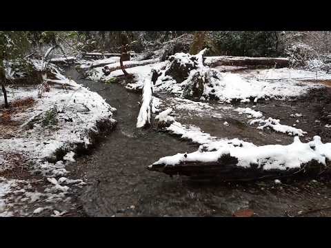 A Hike Along Puget Creek Trail During The Snowstorm