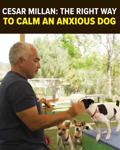 612 reactions · 63 shares | Legendary Dog Behaviorist, Cesar Millan, shares which foods you should AVOID feeding your pet at all costs. If your dog suffers from ⚫️ Weight Gain ⚫️ Loss of Energy ⚫️ Achy Joints ⚫️ Stinky, Mushy Poops ⚫️ Bad Breath ⚫️ Diminished Mental Ability Watch Cesar reveal the TOXIC FOODS to avoid and show how you can help extend your beloved pet’s health span. See for yourself!  https://rebrand.ly/MRTYCM | Cesar Millan | Facebook