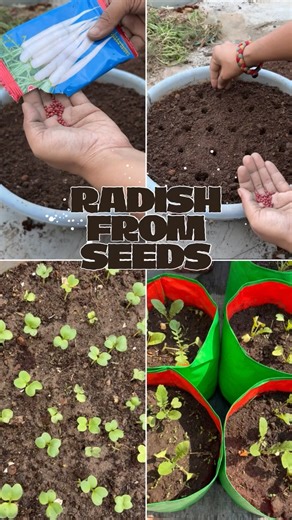 Radish from Seeds 🌱 #radish #shorts #youtubeshorts