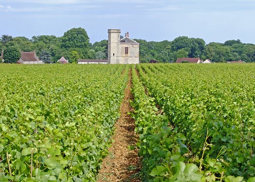 Burgundy Wine Guide: Some of the Most Expensive Wines in the World