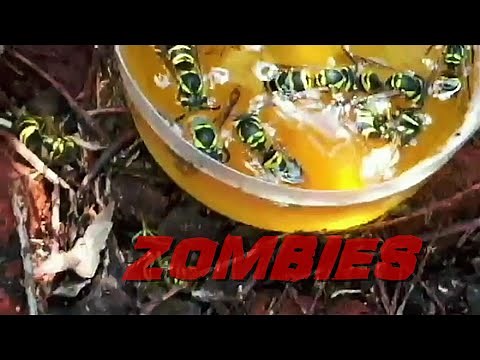 Getting Rid of Yellow Jackets with BORAX -FAST