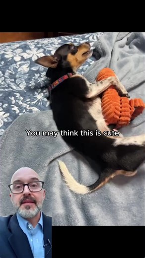 Natural Flea and Tick Spray for Dogs