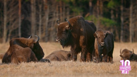 How Bison Protect Each Other In Wild