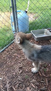 29K views · 1K reactions | The wolf puppies are howling! 殺殺珞 | Big Run Wolf Ranch | Facebook