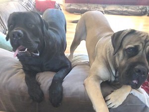 UPDATE: we have secured a foster/adopter for these girls 🎉 thank you all for sharing and helping these girls find their next home. Any adopters looking for a bonded pair? Sweet, loving and well mannered girls who unfortunately are being surrendered due to their owners age-related health issues. 😢 **Residency must be in the following Mid-Atlantic states: Pennsylvania, Ohio, New Jersey, Delaware, Maryland, West Virginia, Virginia, and parts of North Carolina. | Mastiffs to Mutts Rescue