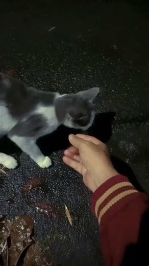 #kucing Kucing Liar Cantik yang berniat Adop