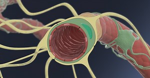 Wyss Brain Targeting Program