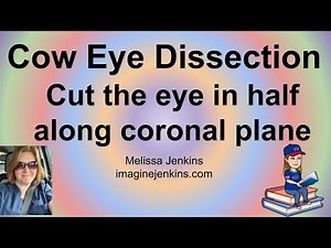 Cow Eye Dissection Part 5 = Use scalpel and scissors to cut the eye in half along the coronal plane