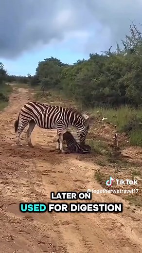 Fascinating Zebra Facts for Newborns