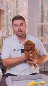 Ever thought about a Cavapoo? Here are three things you should know before you fall in love with one. Cavapoos are gentle, loving and incredibly people focused. They are the kind of dog that wants to be part of your day, whether that is following you from room to room or curling up beside you on the couch. They are usually very easy to train, with soft, eager to please personalities that make them a great fit for first time puppy parents and families. Their coat is typically low shedding, which 