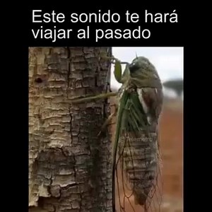 🙂🙃😉 | El FARO