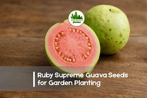 50 Ruby Supreme Guava Seeds - Etsy