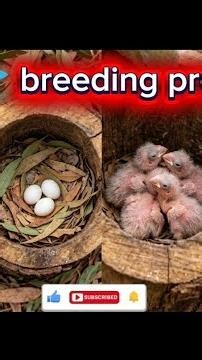 Bird Breeding Progress 🐦🥚 | From Pair to Chicks Complete#birds #nature lovers #for you❤️🐦