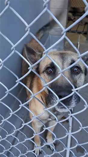 It’s Rare to See This Dog Breed at the Shelter — and Stranger How She Arrived🐶