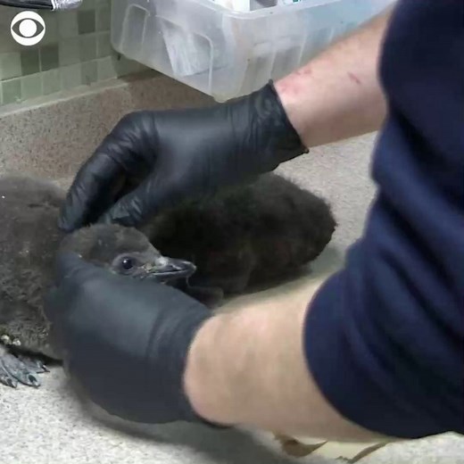 14K views · 247 reactions | NAME THOSE PENGUINS: A zoo in Wisconsin welcomed two baby penguins to its flock recently. Henry Vilas Zoo will soon hold a naming contest for the pair on its official Facebook page.  | CBS News | Facebook