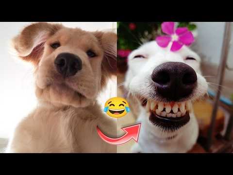 Funniest Dogs on the Internet | Non-Stop Laughs